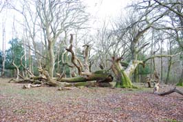 Roundhill - Keycamp
